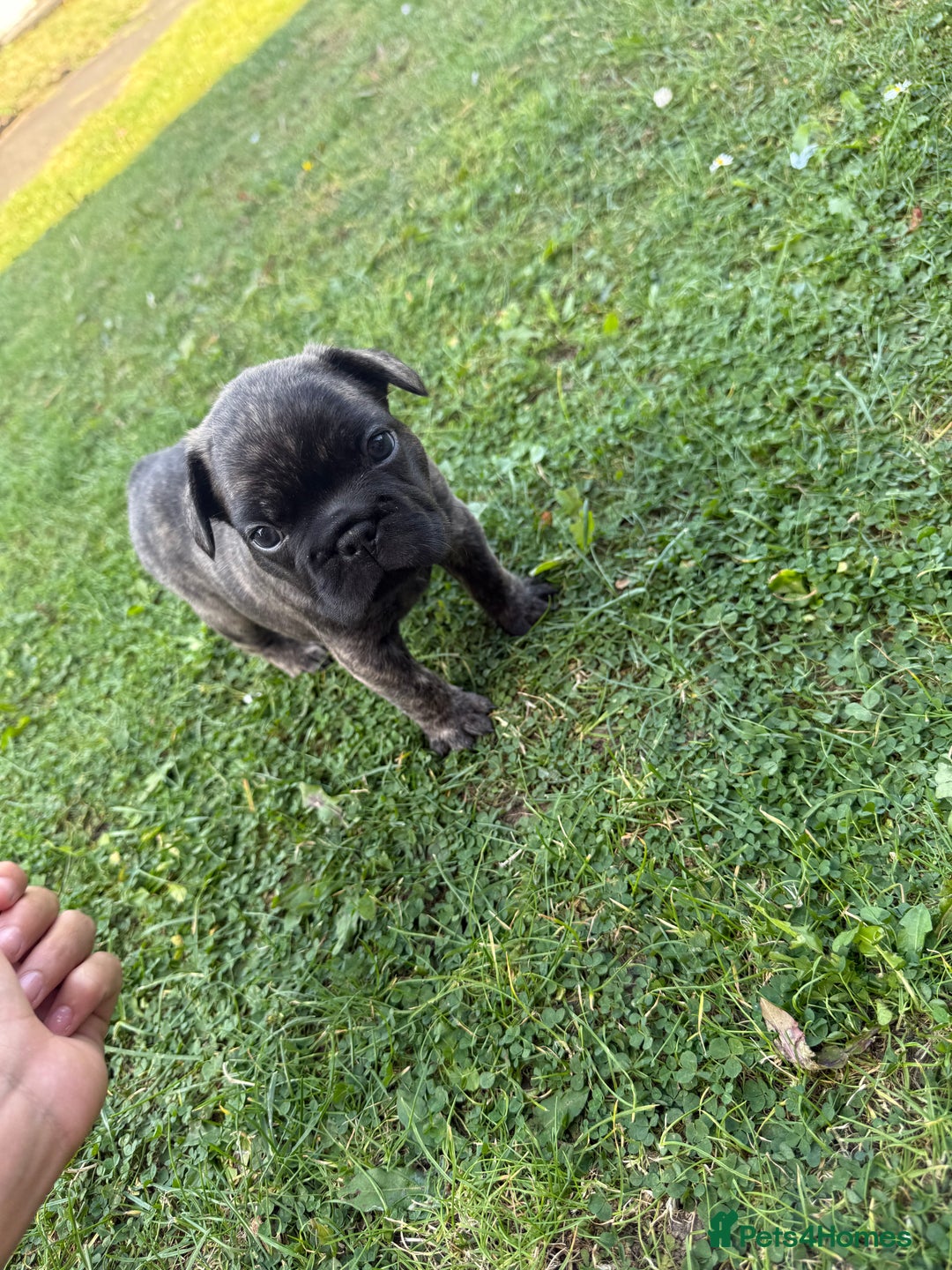 French Bulldog dogs for sale: Fluffy carriers variety of colors  - Image 11