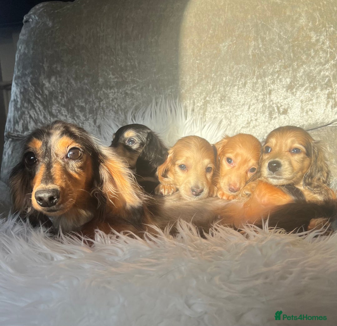 Dachshund dogs for sale: KC miniature long hair dachshunds for sale - Advert 12