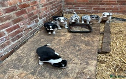 Border Collie dogs for sale: Beautiful farm bred border collie pups - Image 2