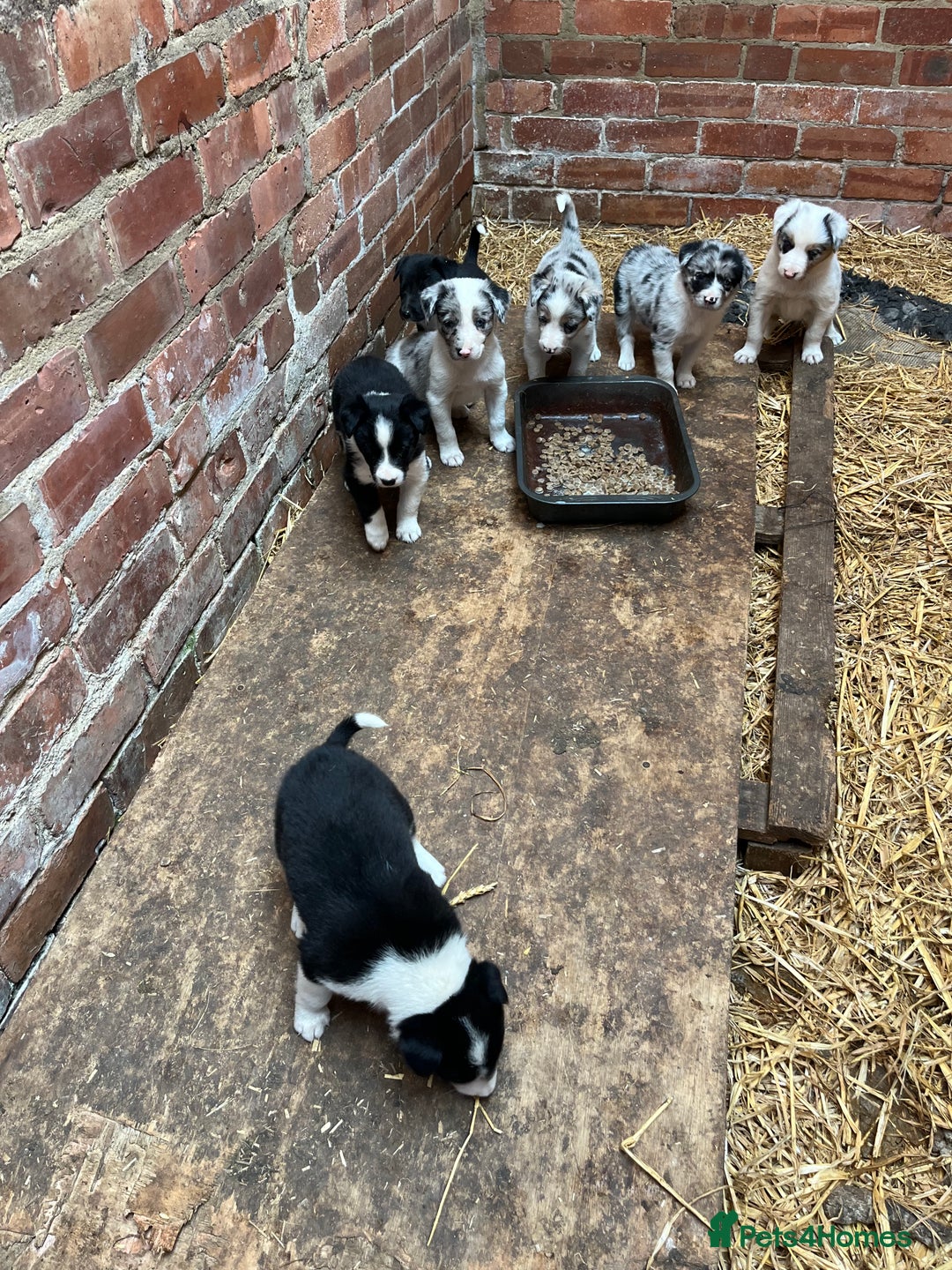 Border Collie dogs for sale: Beautiful farm bred border collie pups - Image 2