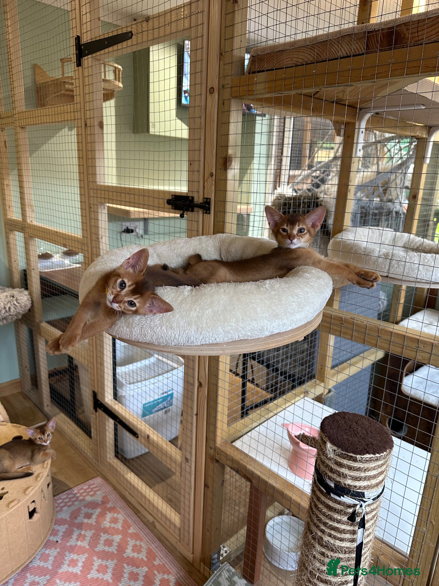 Abyssinian cats Abyssinian kittens  - Advert 4