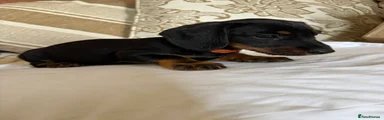 Miniature Dachshund 4