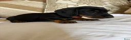 Miniature Dachshund dogs for sale: Beautiful miniature dachshunds - Advert 9