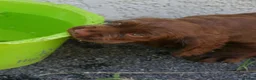 Sussex Spaniel dogs for sale: Sussex Spaniel Puppies Ready  in Pwllheli - Advert 9