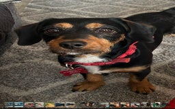 Jack Russell dogs for sale: Jack Russel puppies - Image 9