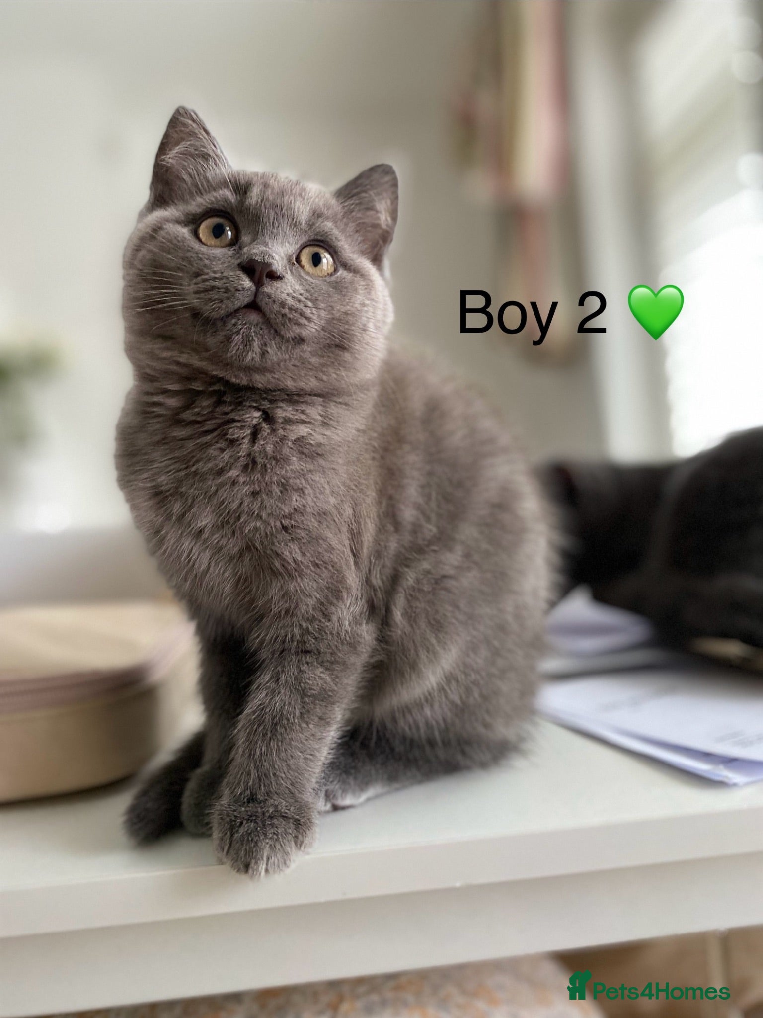 British Shorthair cats Beautiful GGCF British Shorthair X Ragdoll Kittens - Advert 22