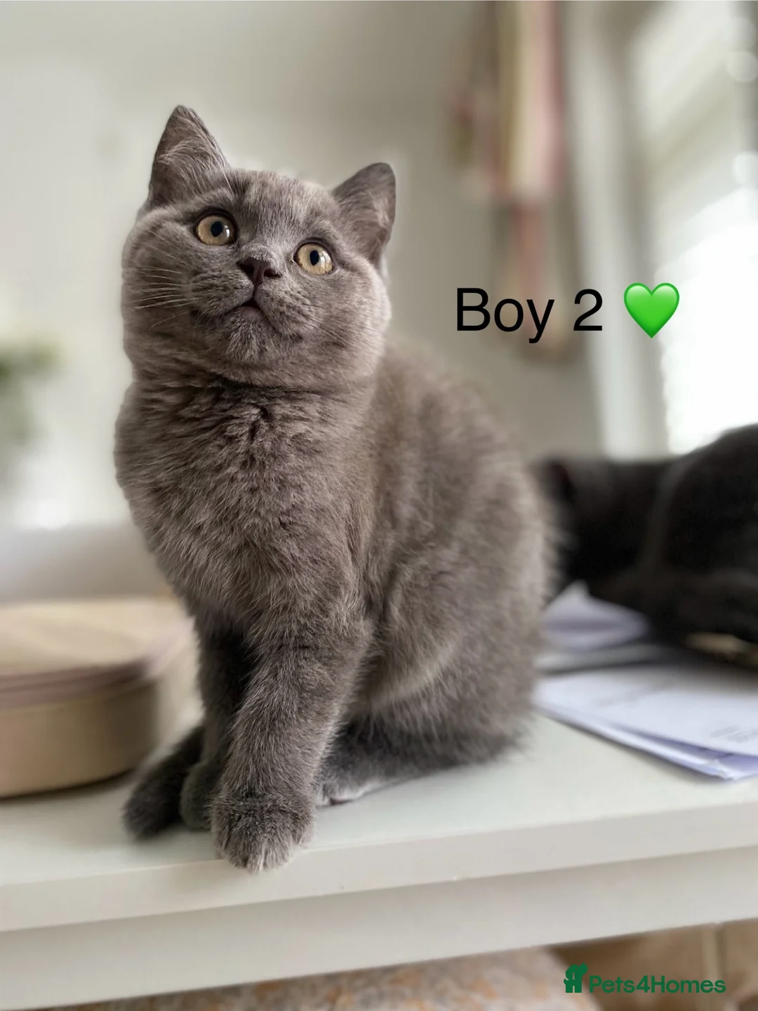 British Shorthair cats for sale: Beautiful GGCF British Shorthair X Ragdoll Kittens - Advert 1