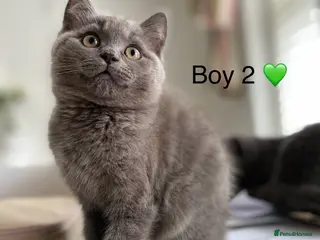 British Shorthair cats Beautiful GGCF British Shorthair X Ragdoll Kittens - Advert 1