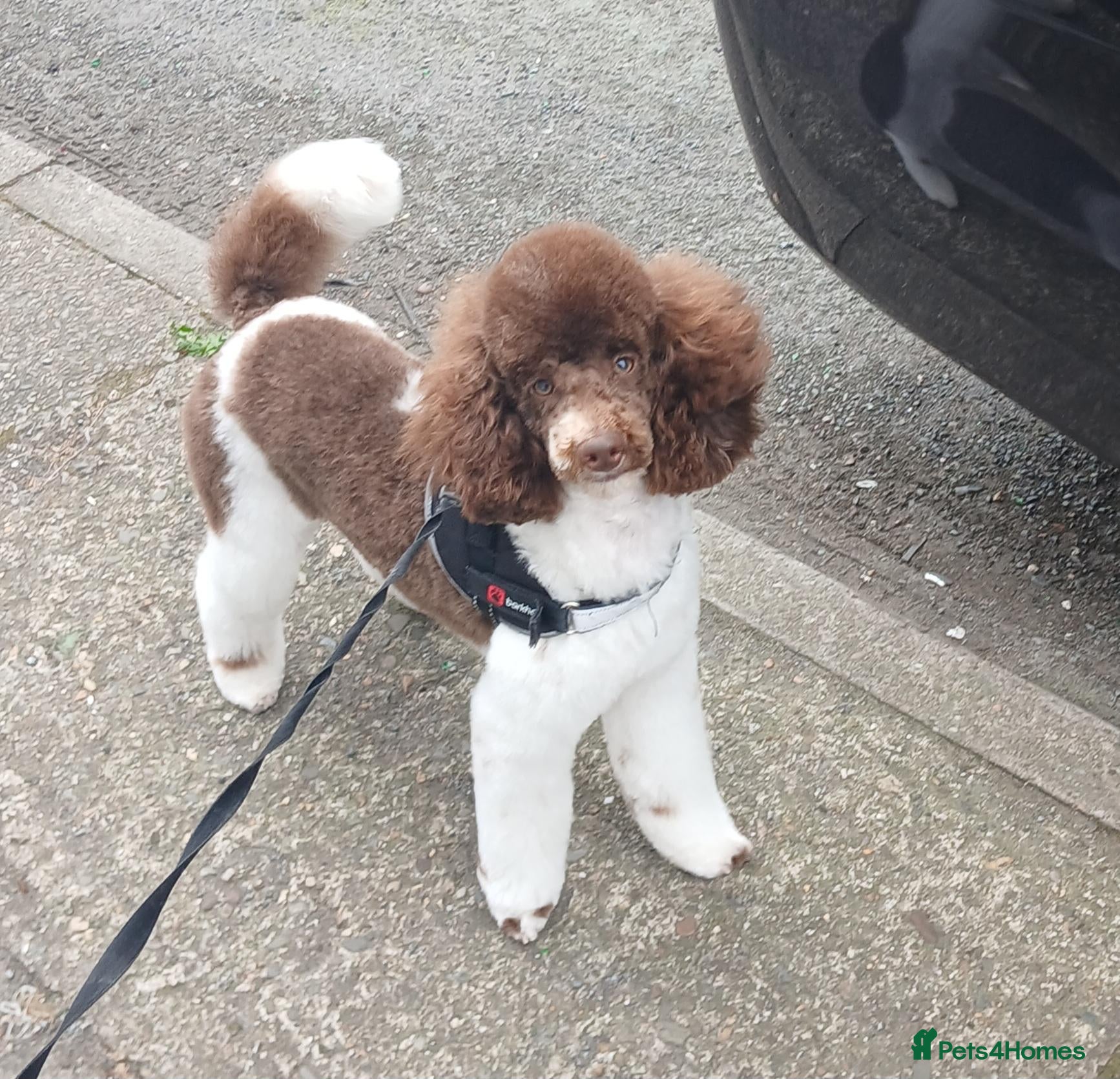 Toy Poodle dogs Ralphie parti toy poodle  - Advert 1