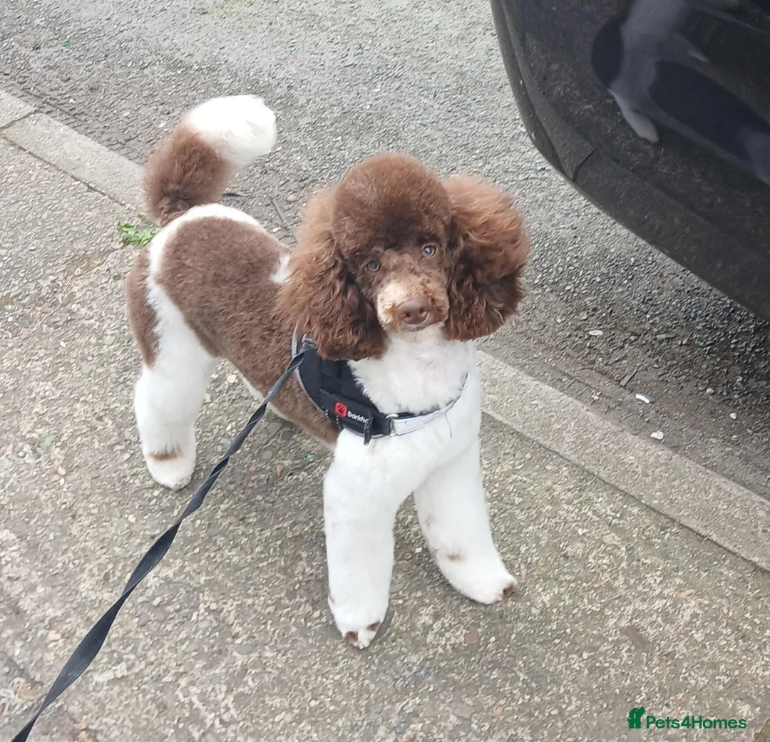Toy Poodle dogs for stud: Ralphie parti toy poodle  in Liverpool - Advert 1