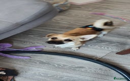 Mixed Breed dogs for sale: Gorgeous, playful malchi boy - Image 3
