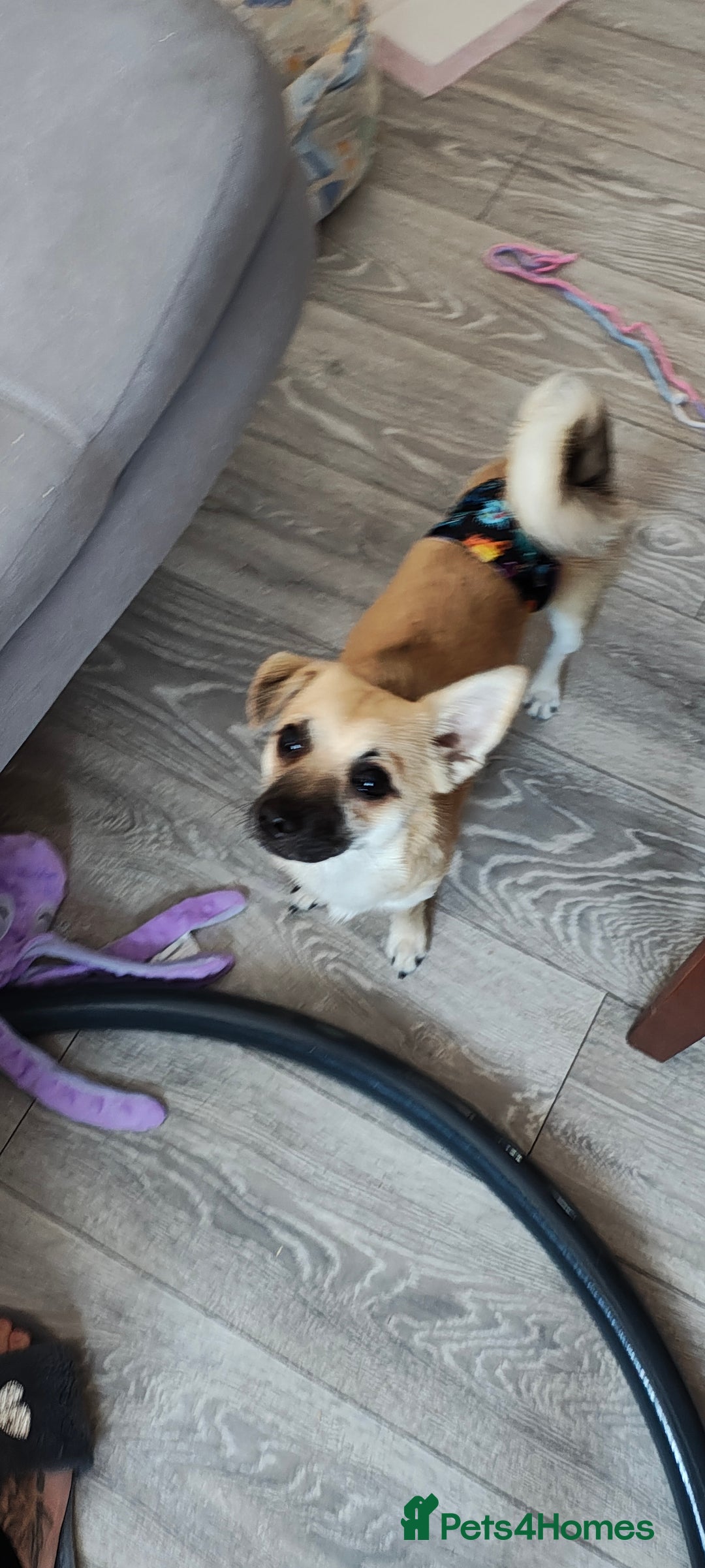 Mixed Breed dogs for sale: Gorgeous, playful malchi boy - Image 3