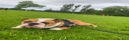 English Bulldog dogs for stud: Fawn & White English BullDog for Stud in Edinburgh - Advert 8