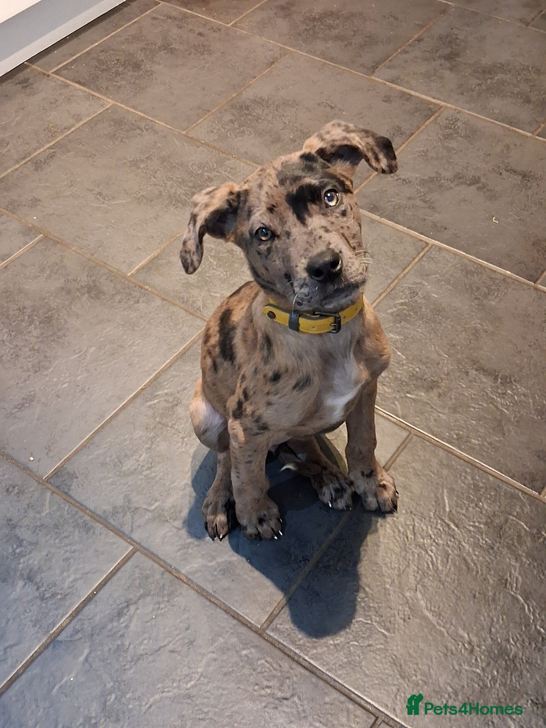 Mixed Breed dogs for sale: Stunning Mastiff x Girl Puppy - Advert 2