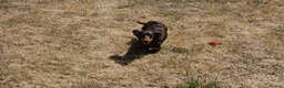 Miniature Dachshund dogs for sale: KC REGISTERED BOY AVAILABLE PET HOME ONLY - Advert 9