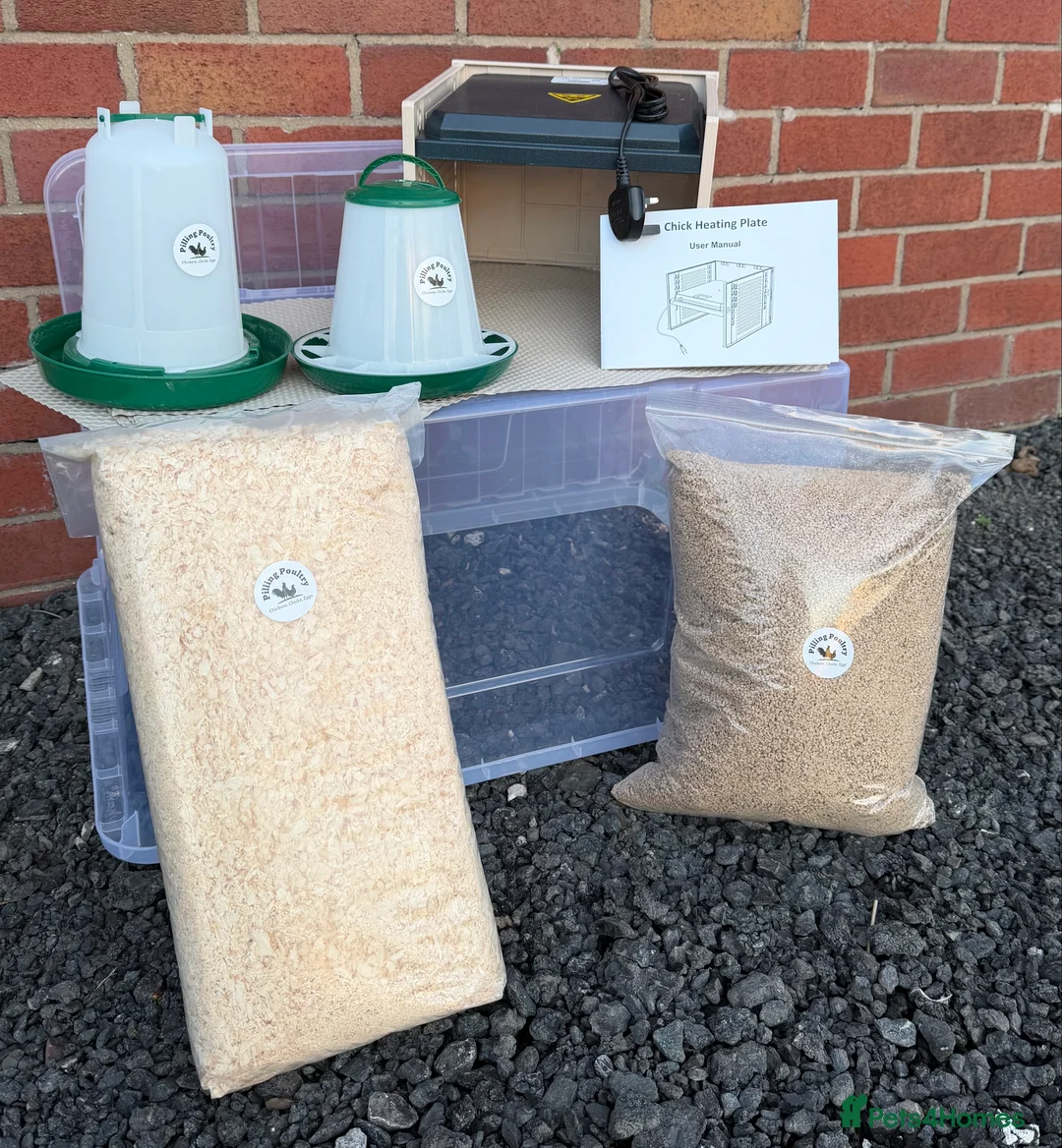Mixed Breed poultry for sale: Chick Rearing Kit - Advert 2