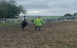 Welsh Section A horses for sale: Super child’s pony  - Image 6