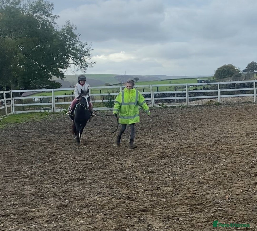 Welsh Section A horses for sale: Super child’s pony  - Image 6