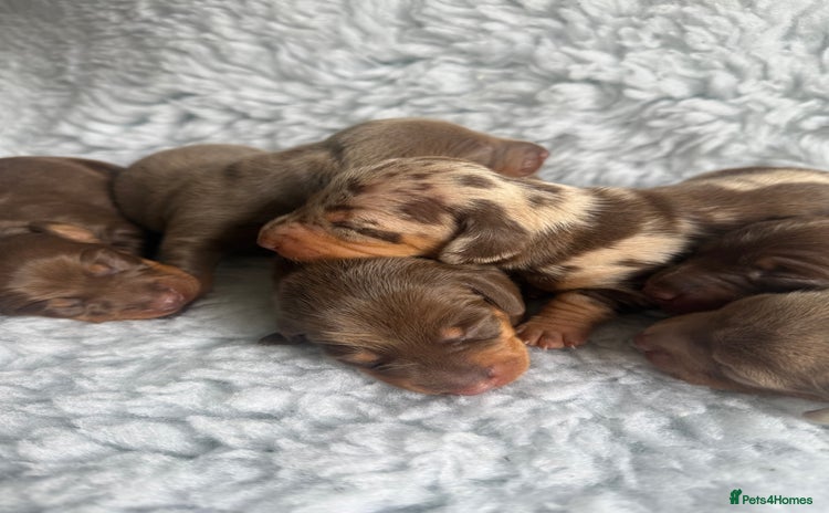 Miniature Dachshund dogs - Advert 16