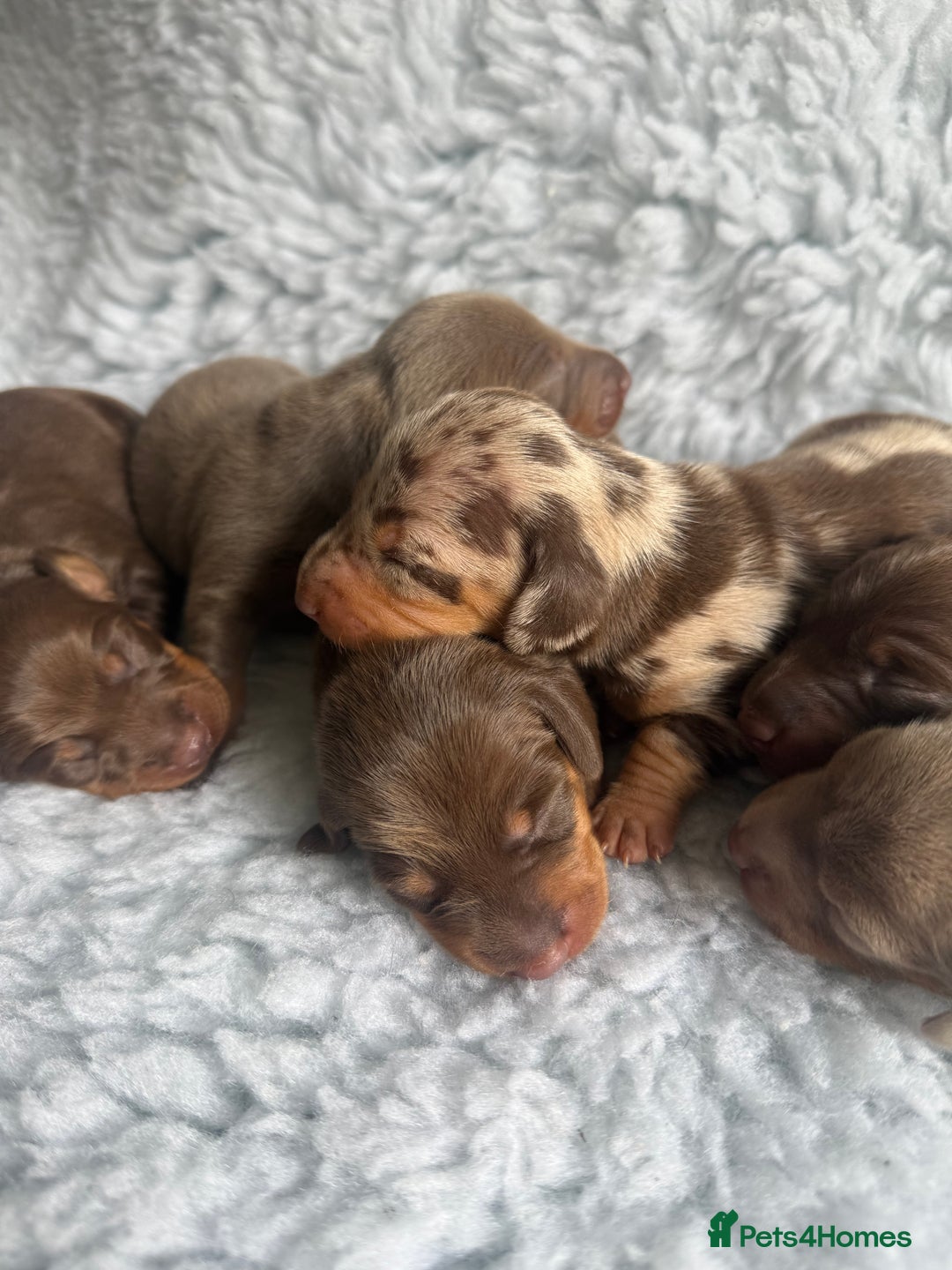 Miniature Dachshund dogs for sale: Kennel Club Miniature Dachshunds - Image 2