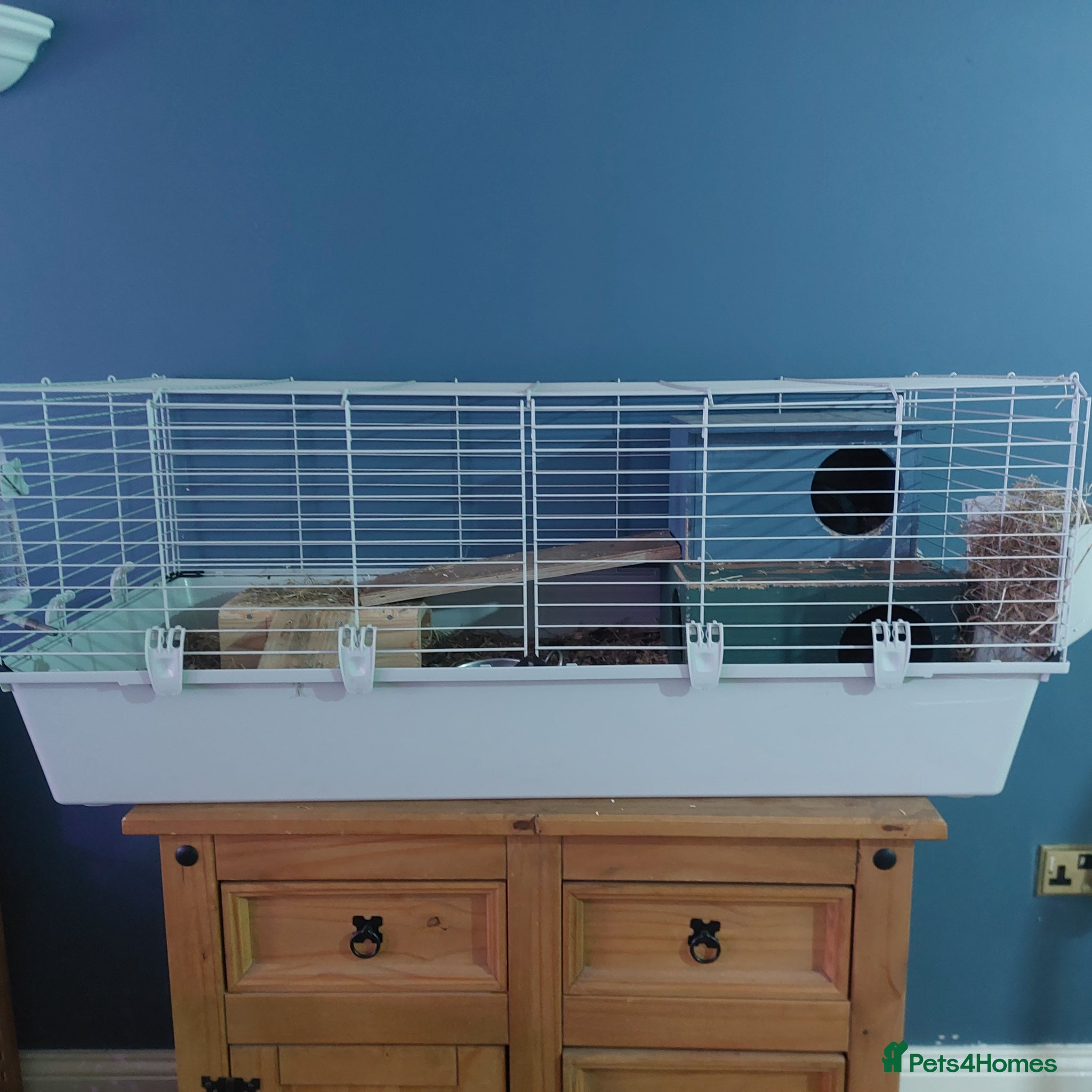 Guinea Pig rodents Pair guinea pigs  - Advert 2