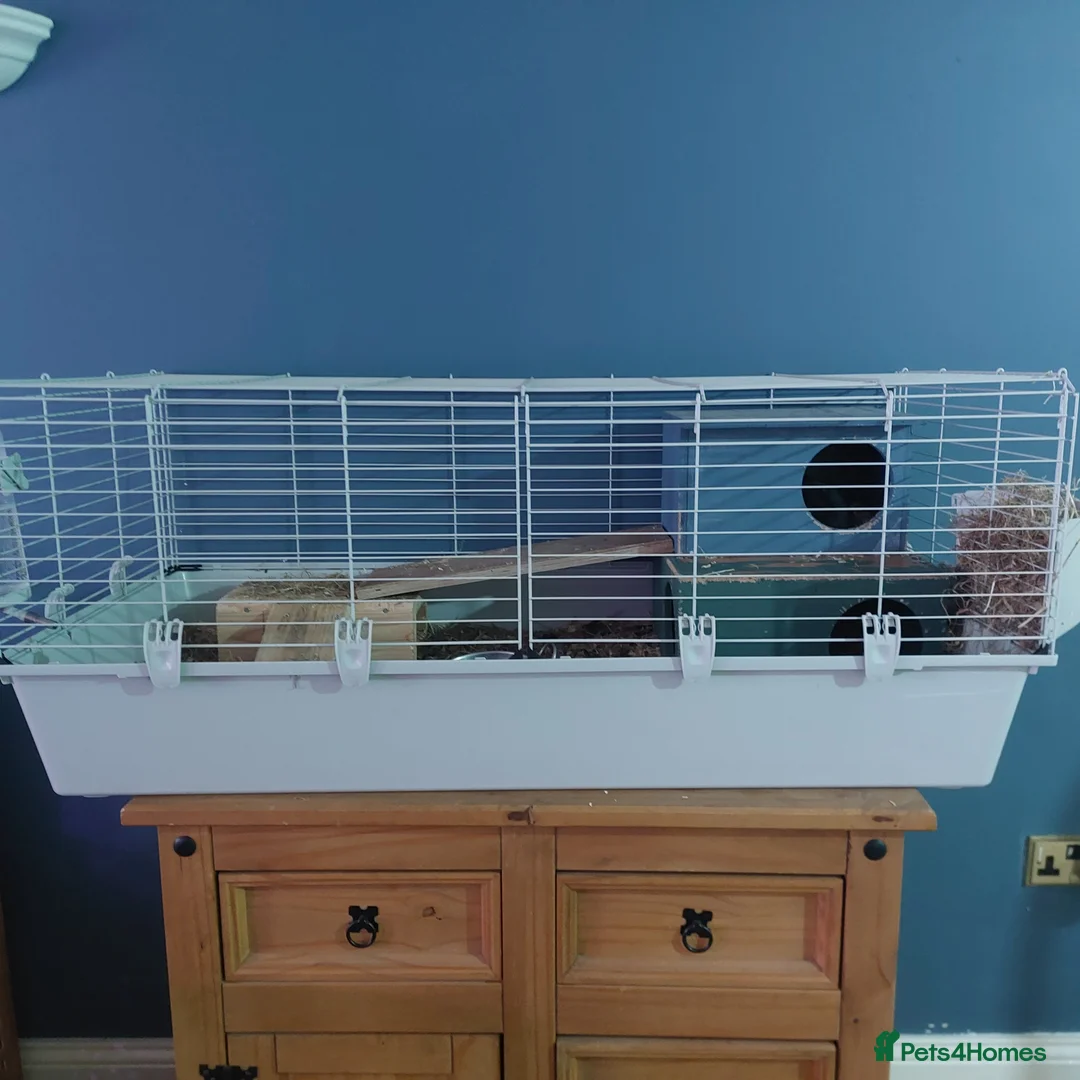 Guinea Pig rodents for sale: Pair guinea pigs  in Bishop Auckland - Advert 1