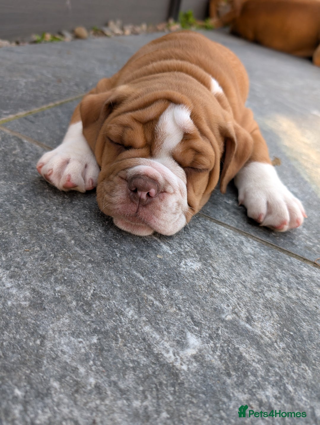 Olde English Bulldogge dogs for sale: READY TO GO, 5 left! - OEB Puppies NEBBR ✅ 3rd Gen - Image 32