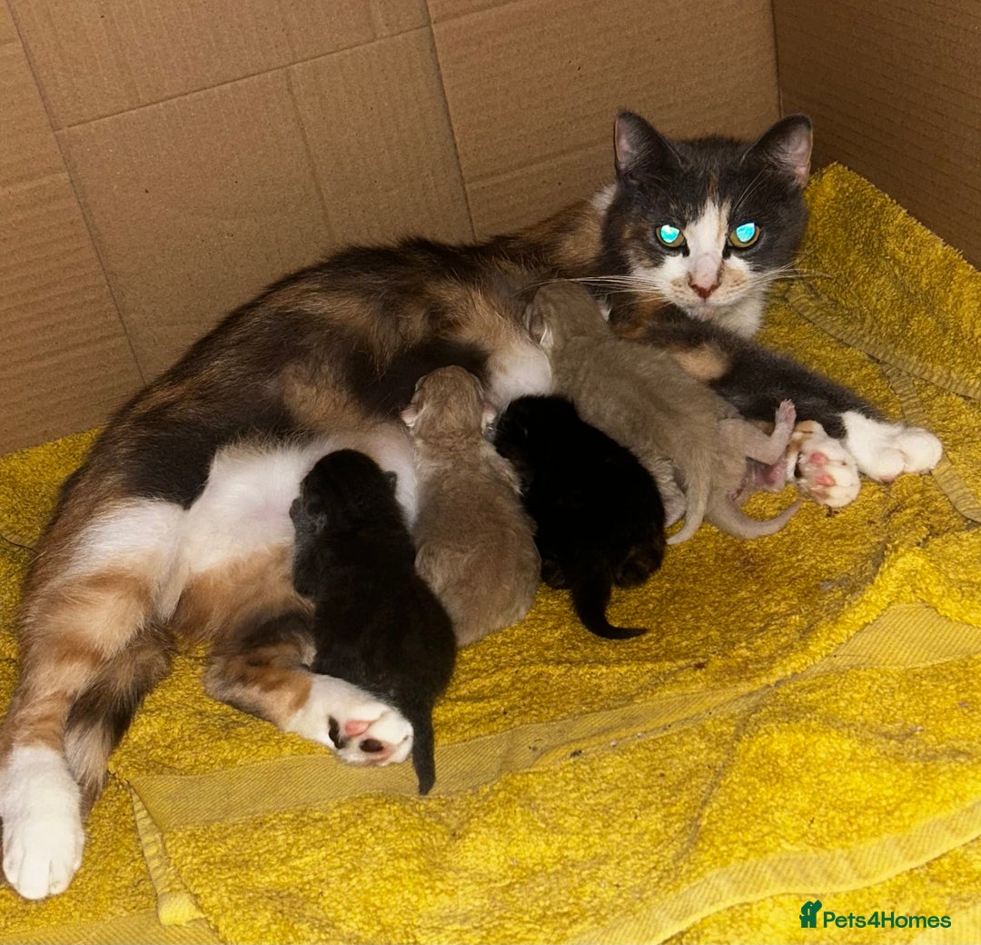 Persian cats for sale: Persian Cross Kittens ready to leave today  - Image 10