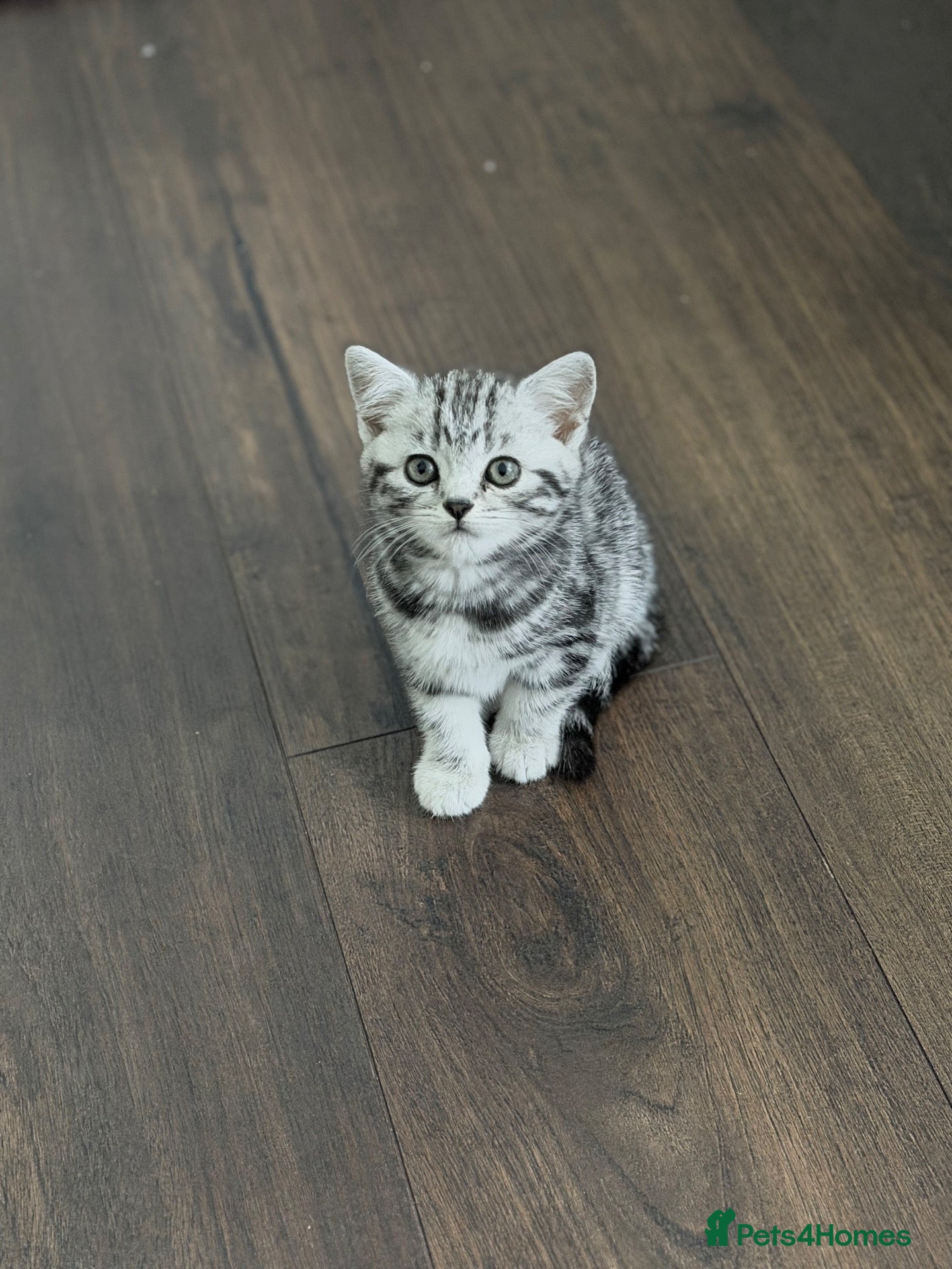 British Shorthair cats GCCF British shorthair silver tabby kitten - Advert 2