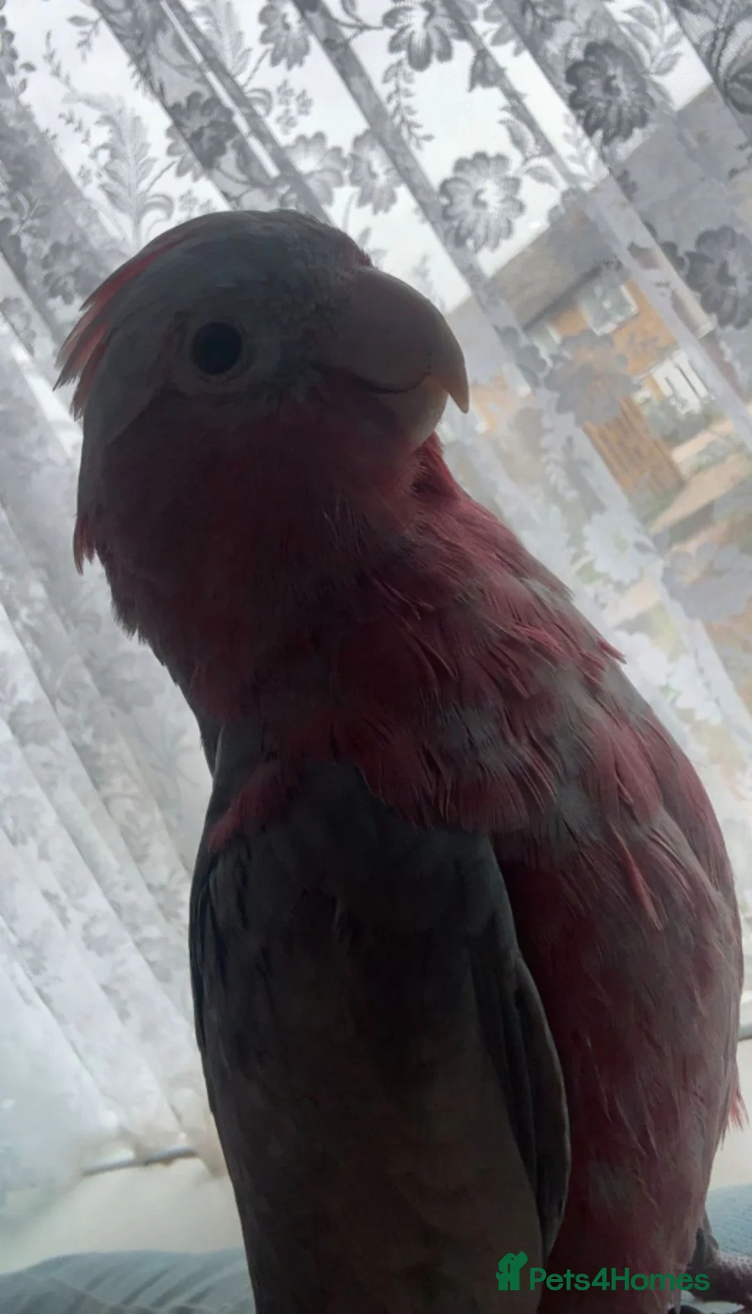 Cockatoo birds for sale: Akira in Romford - Advert 2