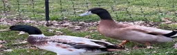 Ducks poultry for sale: Welsh Harlequin & Khaki Campbell Drakes - Advert 9