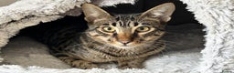 Savannah cats for sale: Super affectionate F6 SBT Savannah boy - Advert 8