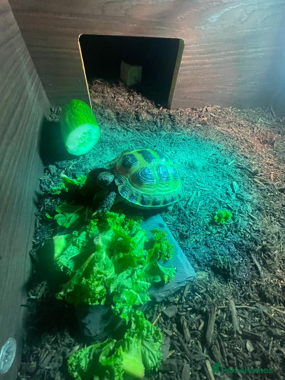 Tortoise reptiles for sale: Horsefield Tortoise - Advert 4