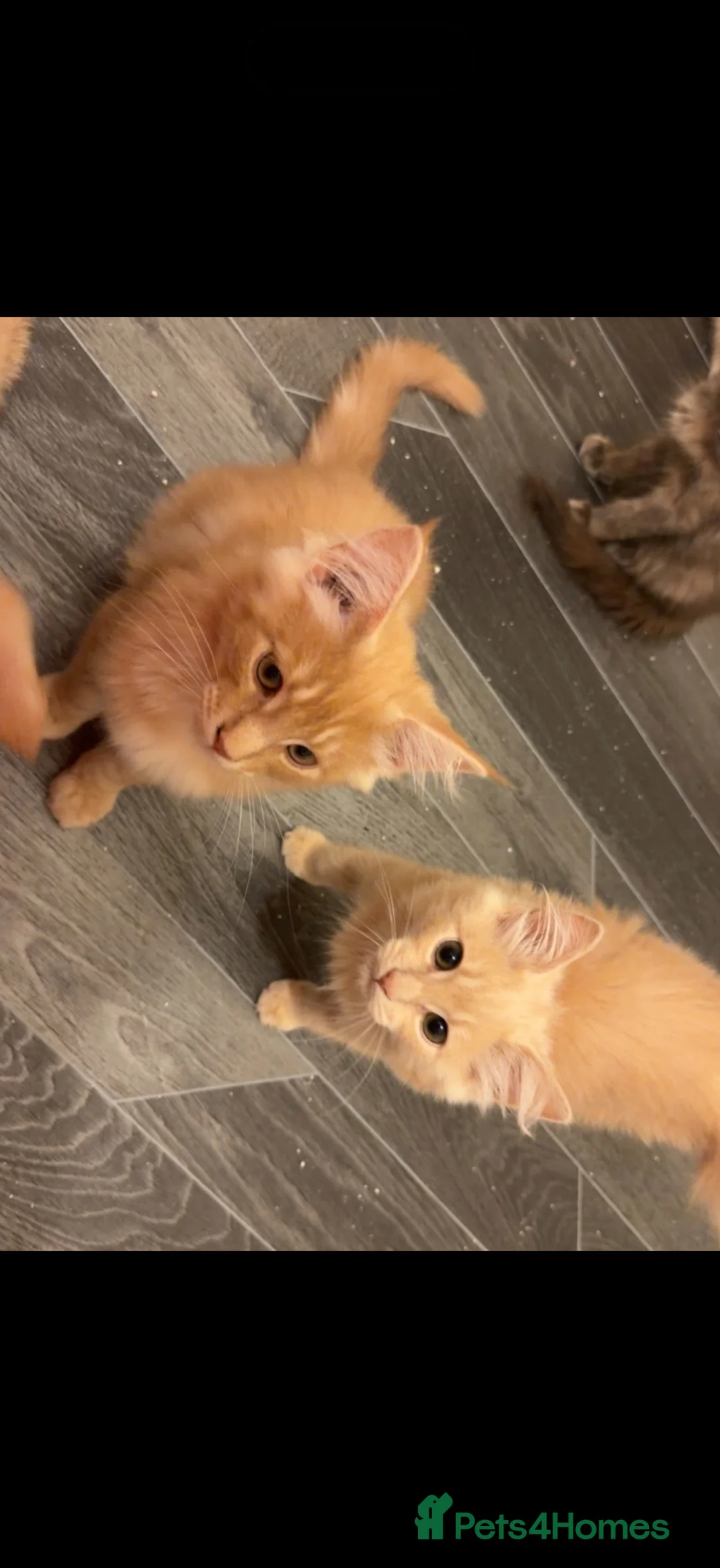 Maine Coon cats for sale: Maine coon  in Hamilton - Advert 2