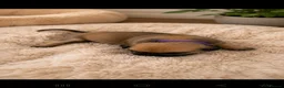 Bullmastiff dogs for sale: Bullmastiff Puppies Available - Advert 9
