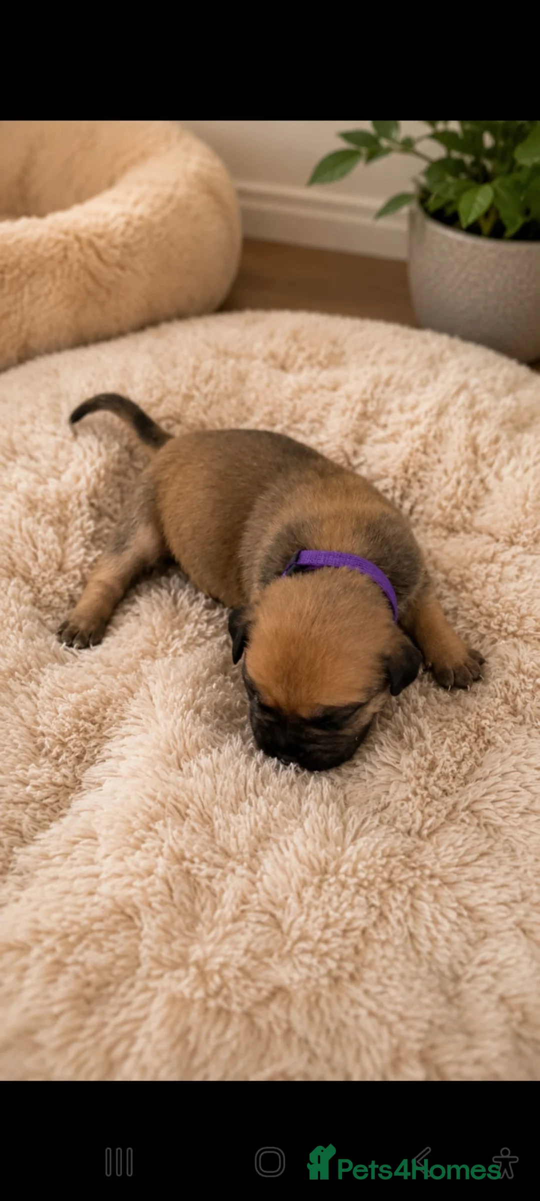 Bullmastiff dogs for sale: Bullmastiff Puppies Available - Advert 9