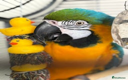 Macaws birds for sale: Blue & Gold Male Macaw - Image 8