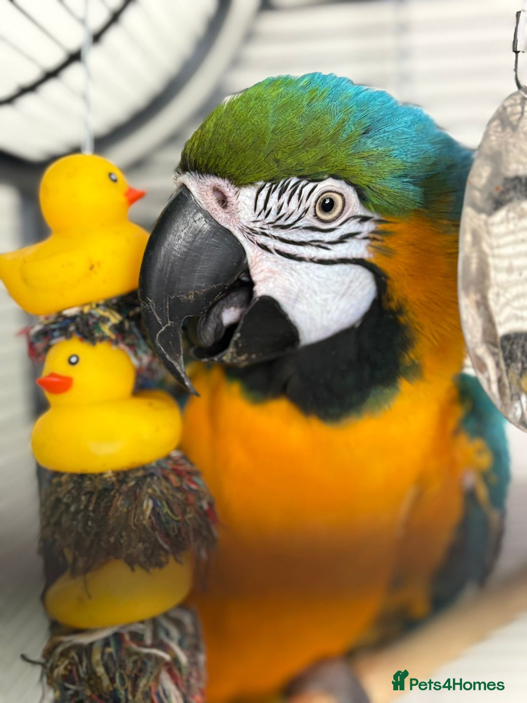 Macaws birds for sale: Blue & Gold Male Macaw - Image 8