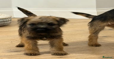 Border Terrier dogs - Advert 5