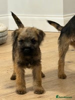Border Terrier dogs Show type puppies - Advert 2