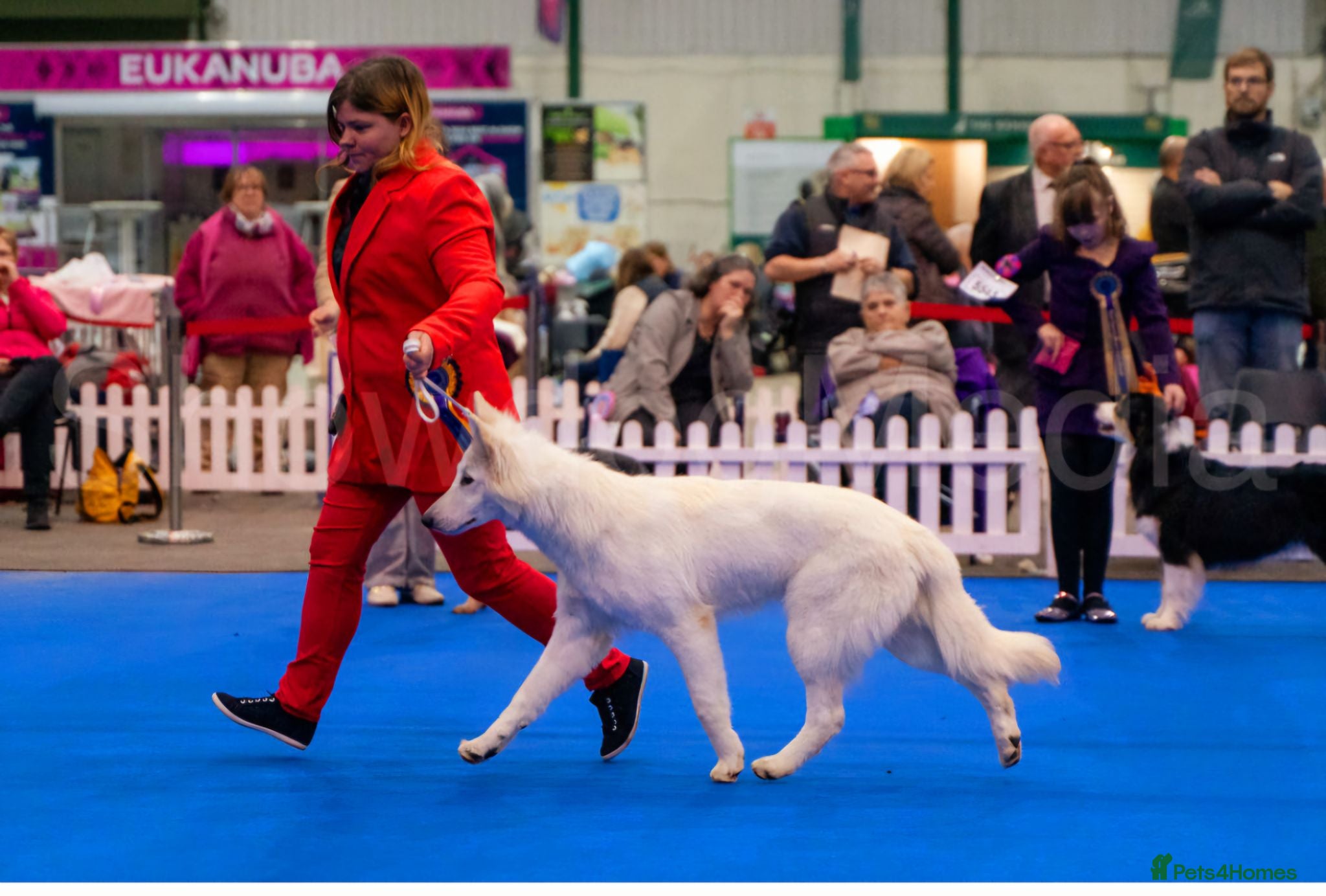 White Swiss Shepherd dogs Stunning KC reg long-coated White Swiss Shepherd - Advert 1