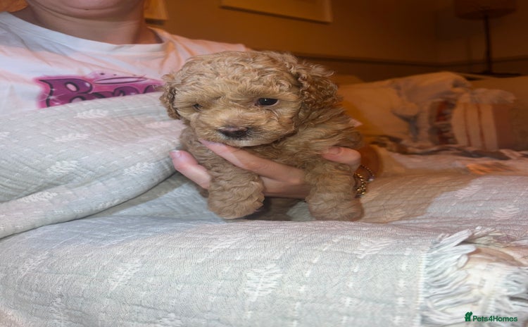 Poochon dogs - Advert 4