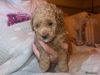 Poochon dogs - Advert 4