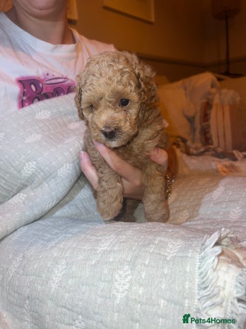 Poochon dogs - Advert 4