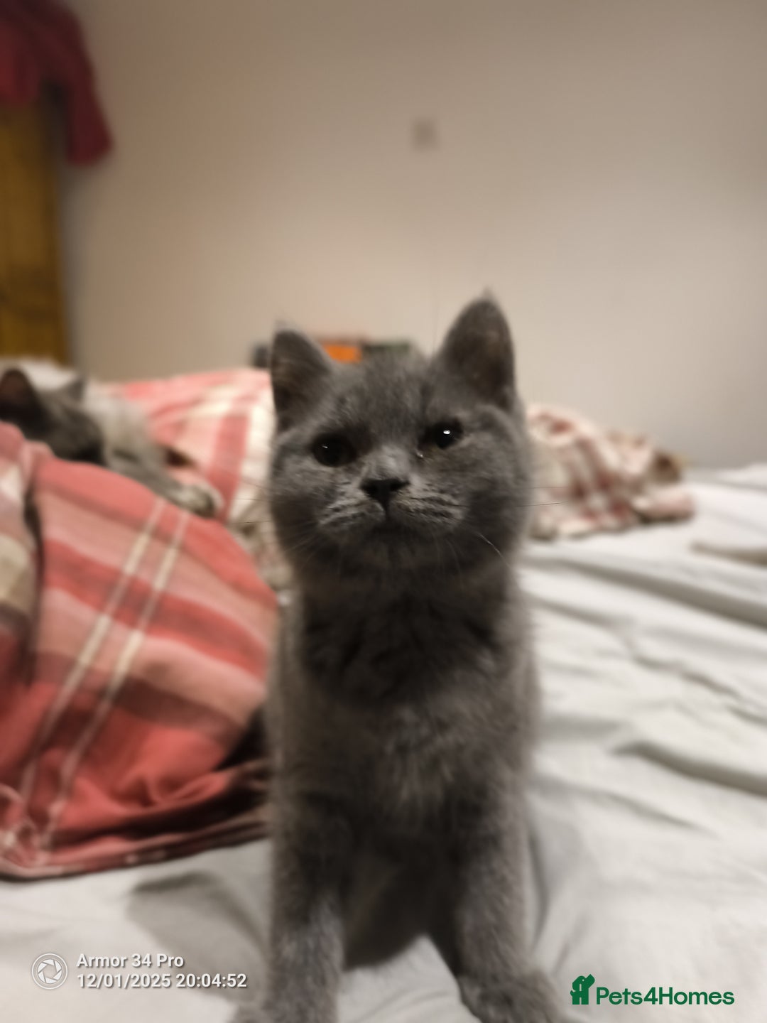 British Shorthair cats for sale: 3 beautiful little British short hair kittens   - Advert 14