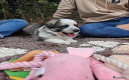 German Shepherd dogs for sale: Long coated litter of GVW GSD pups - Image 5