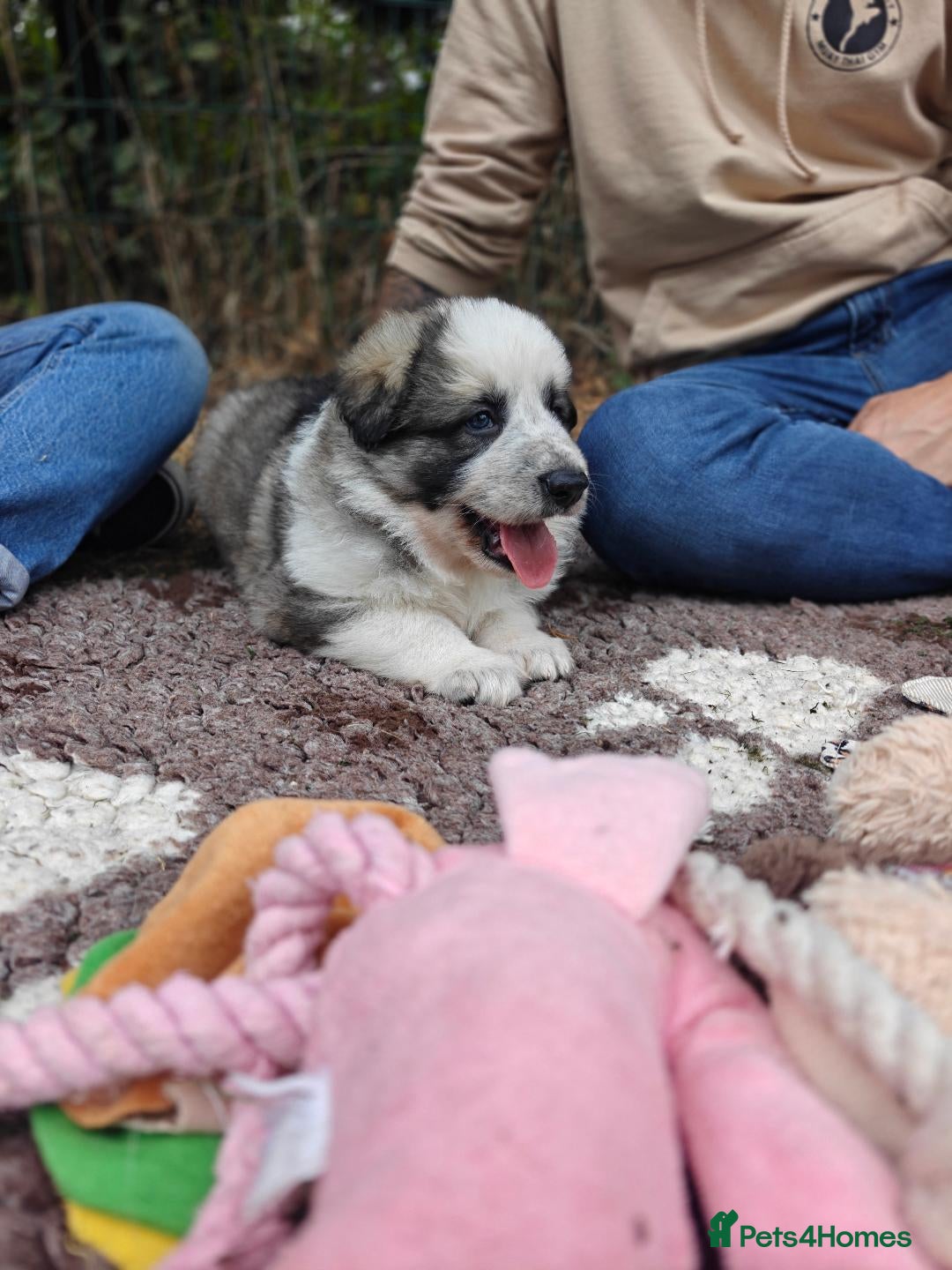 German Shepherd dogs for sale: Long coated litter of GVW GSD pups - Image 5