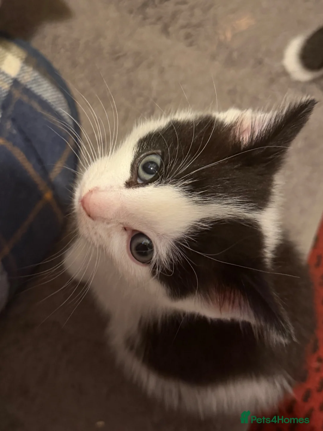 Mixed Breed cats for sale: 2 beautiful kittens  - Advert 1