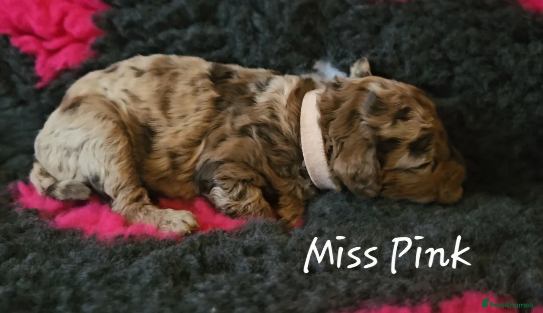 Cockapoo dogs for sale: F1b Choc Merle/Choc Cockapoo's  - Advert 12