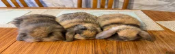 English Lop rabbits for sale: Rabbits - Advert 3